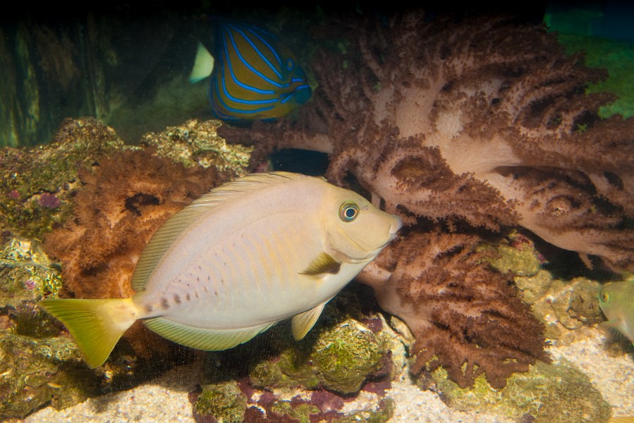 Razor Surgeonfish (Prionurus laticlavius) in Aquarium